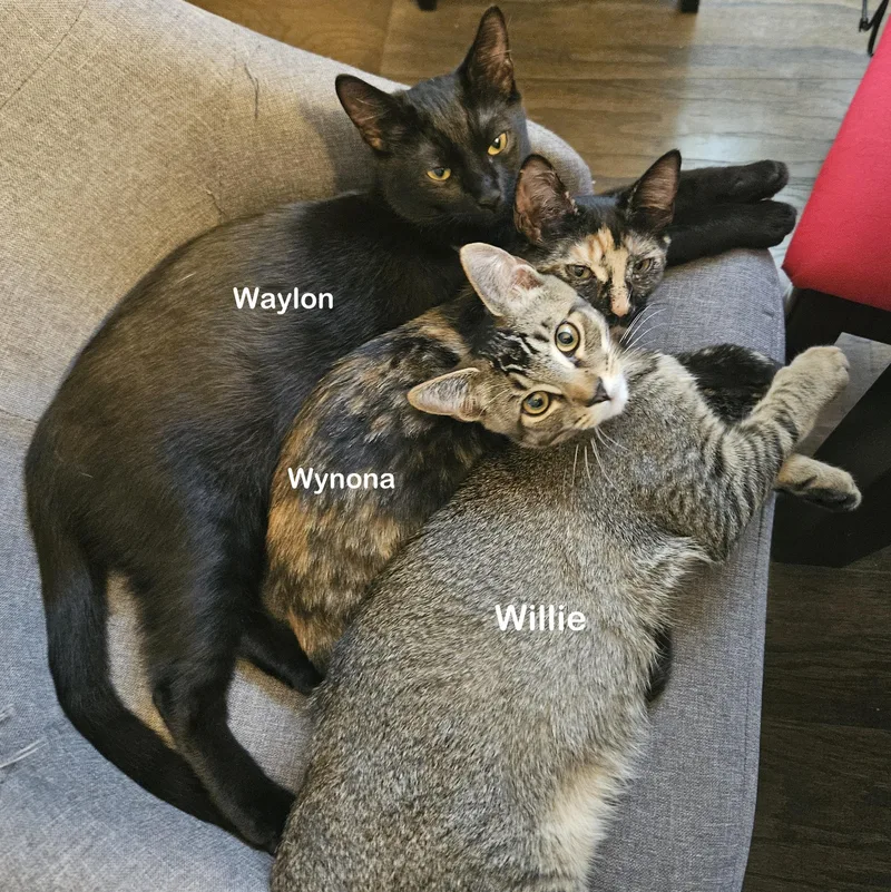 Willie thumbnail 2