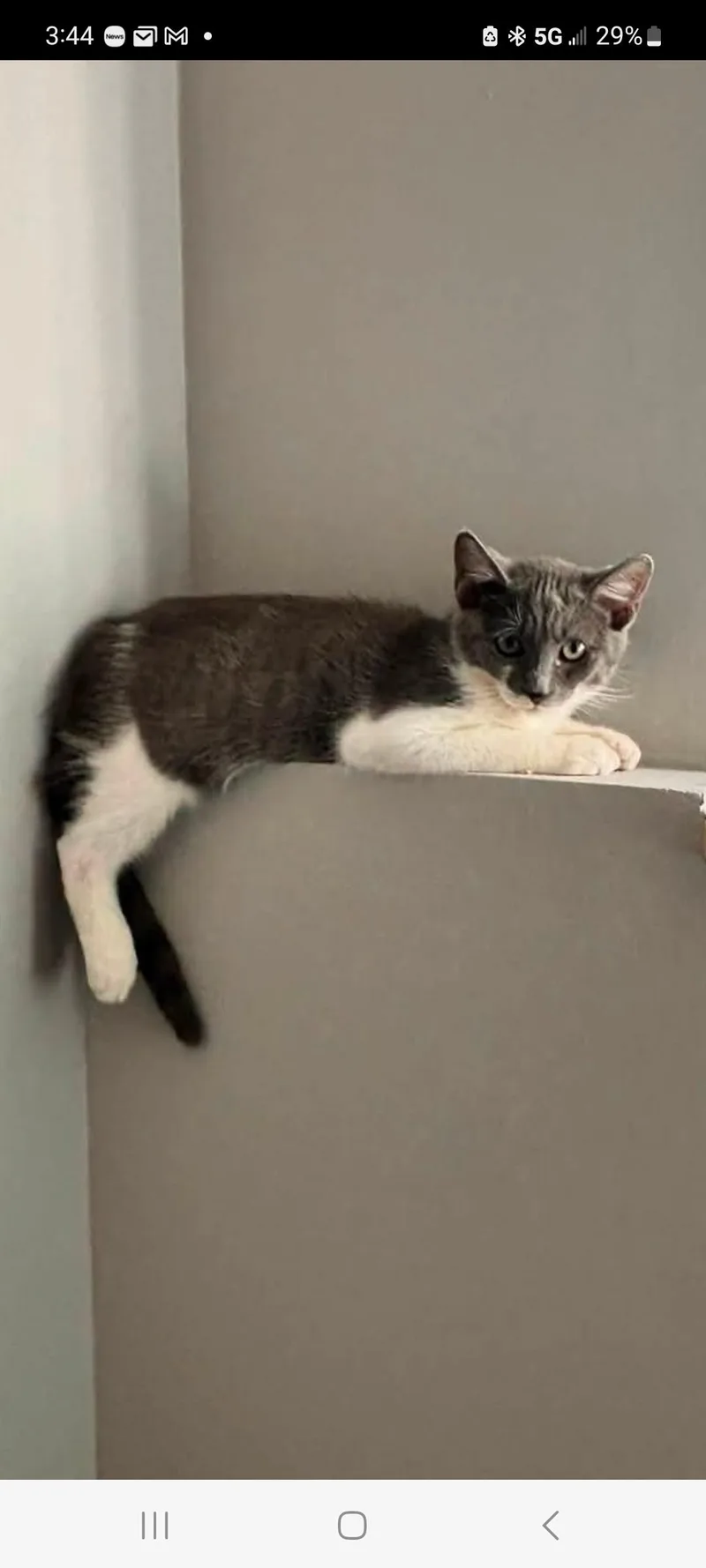 A baby medium-sized male Gray & White Domestic Short Hair cat named Baby for adoption in Lewis Center, OH