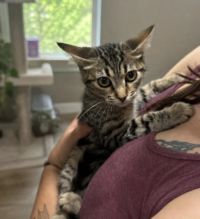 A baby small-sized female Domestic Short Hair cat named Winnie The Pooh for adoption in Rio Linda, CA