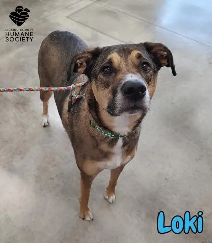 A baby small-sized male German Shepherd Dog dog named Loki for adoption in Heath, OH