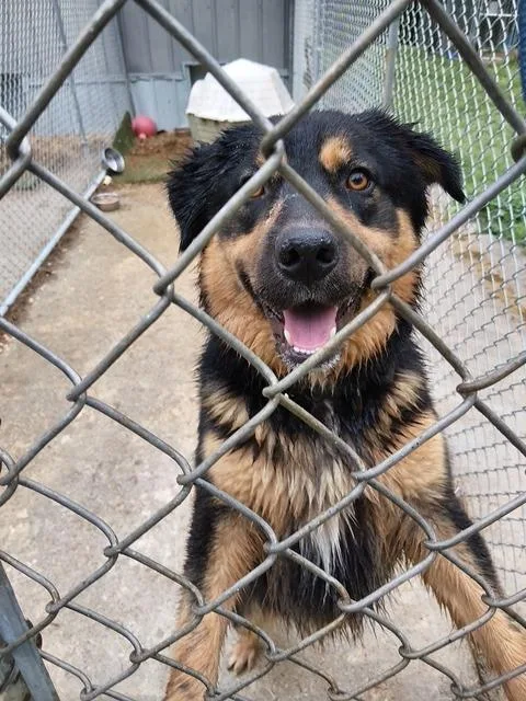 A young large-sized female German Shepherd Dog dog named Reesee for adoption in Princeton, IN