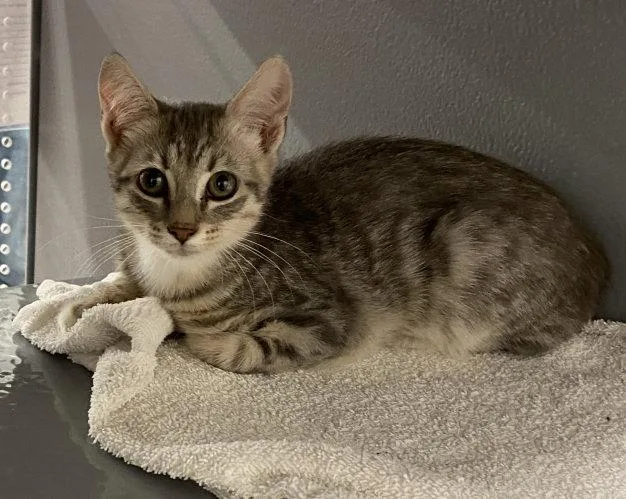 A young medium-sized male Tabby cat named FlagKDC for adoption in Greenville, DE