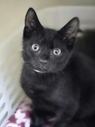 A young small-sized male Domestic Short Hair cat named a Clark Petco North for adoption in North Charleston, SC