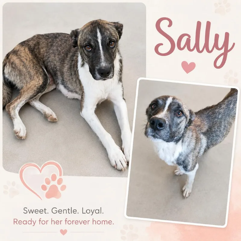 An adult medium-sized female Brindle Hound dog named Sally for adoption in Hackett, AR