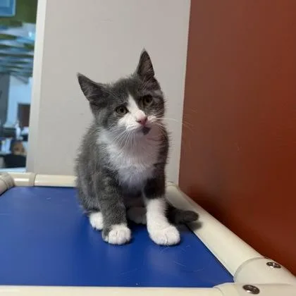 A baby small-sized male Domestic Short Hair cat named Huey for adoption in Janesville, WI