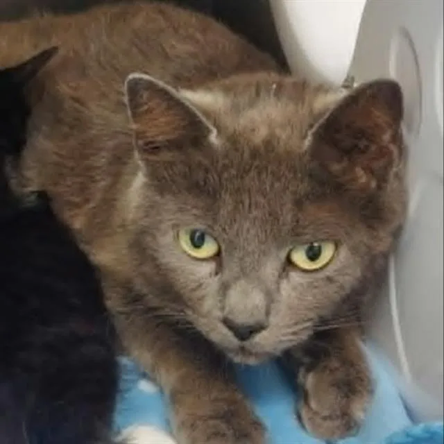 A young small-sized female Domestic Short Hair cat named Joan for adoption in Centerville, MA