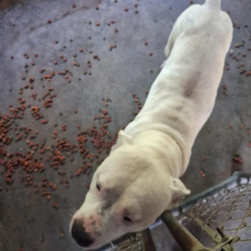 An adult medium-sized male Pit Bull Terrier dog named Zeus for adoption in Lyons, GA