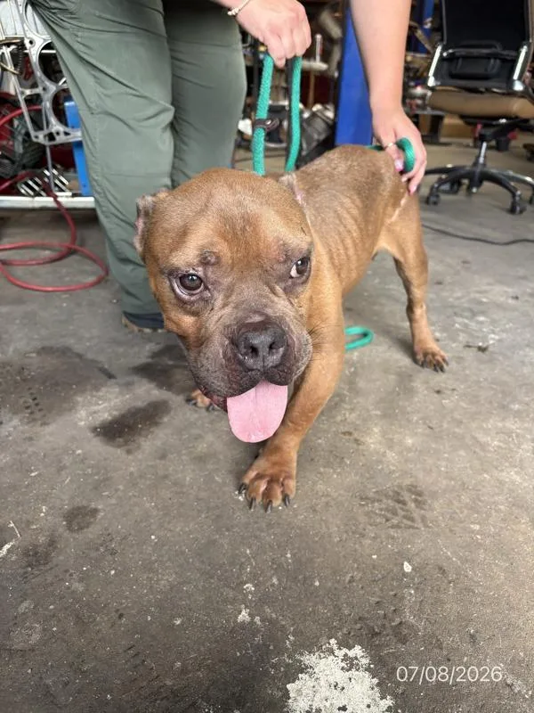 An adult medium-sized male Mixed Breed dog named Beau for adoption in Melbourne, FL