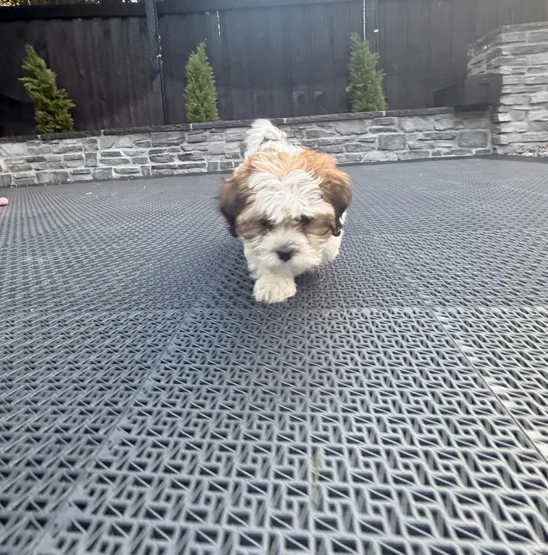 Timmy