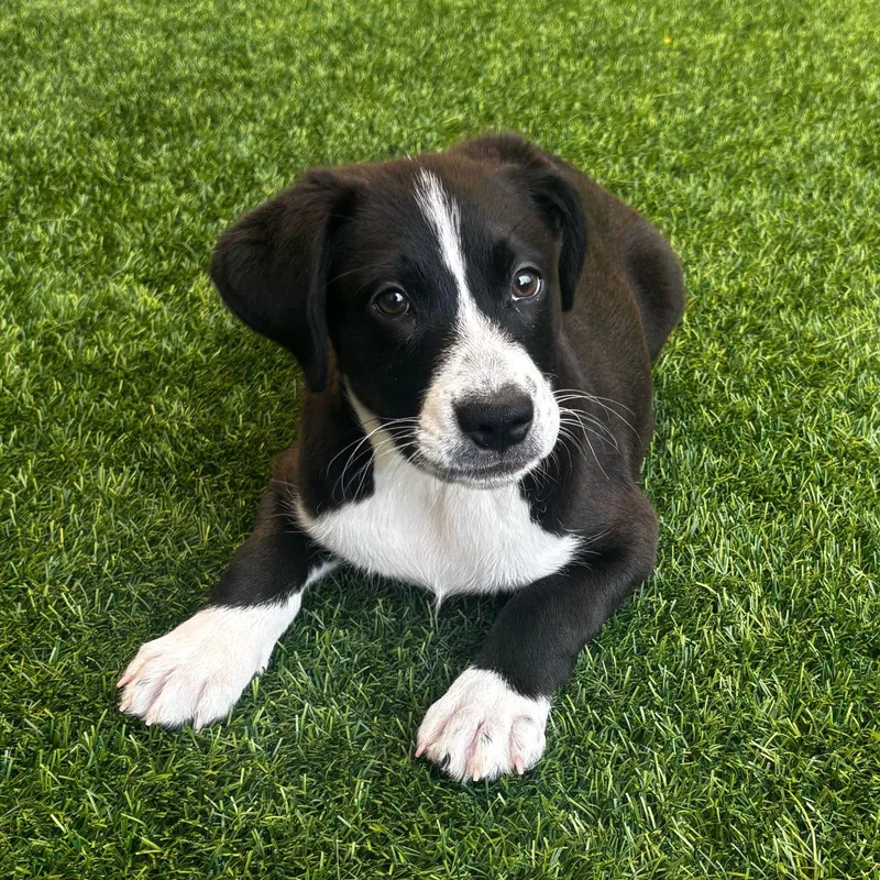 Bantay the Puppy! thumbnail 3