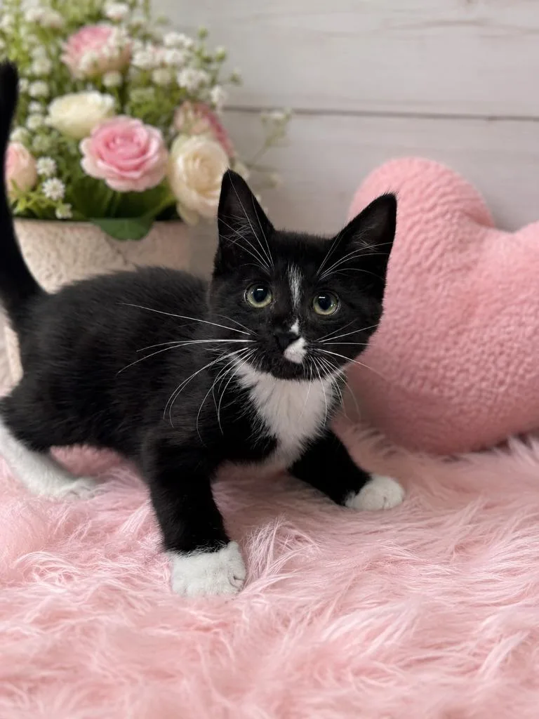 A baby small-sized female Domestic Short Hair cat named Slider for adoption in East Ridge, TN