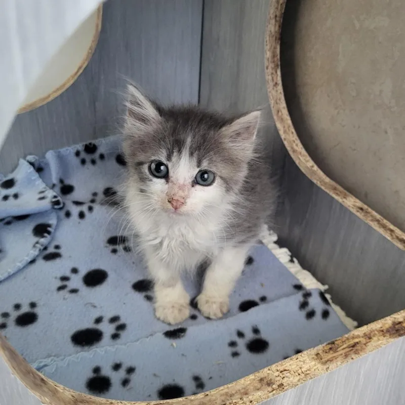 A baby small-sized female Gray / Blue / Silver Domestic Short Hair cat named Mildred for adoption in Kanab, UT