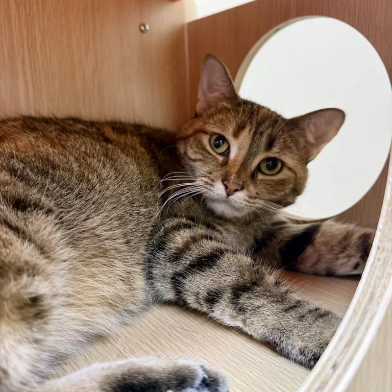An adult medium-sized female Brown / Chocolate Domestic Short Hair cat named Sasha for adoption in Medina, OH