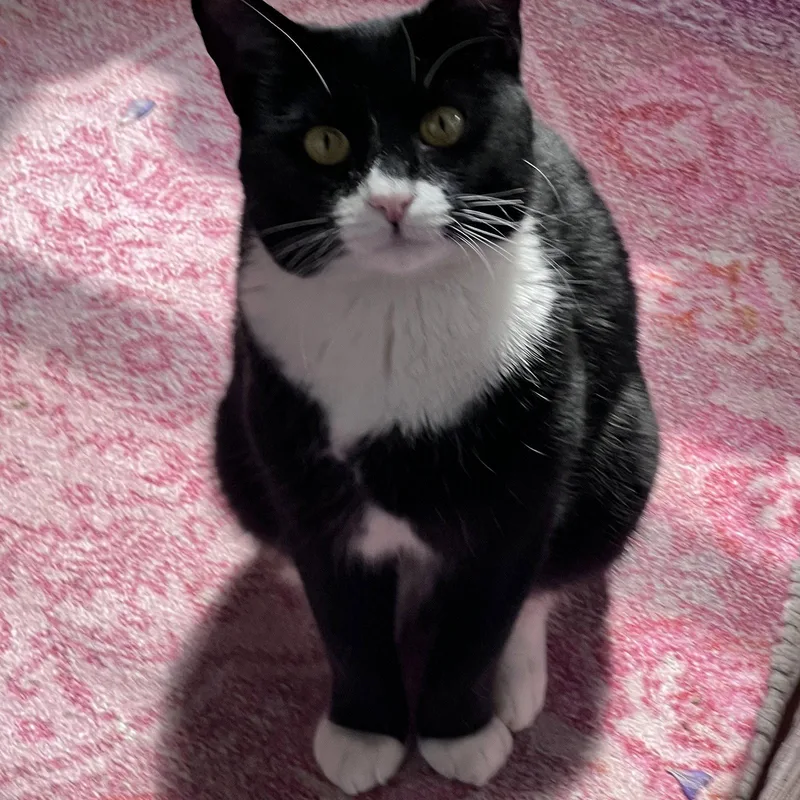 An adult medium-sized female Black & White / Tuxedo Domestic Short Hair cat named Ribbon Red for adoption in Brooklyn, NY
