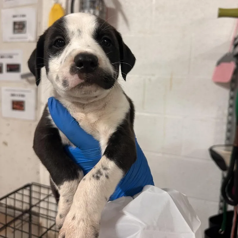 A baby medium-sized male Black Mixed Breed dog named Smitty for adoption in Edinburg, TX