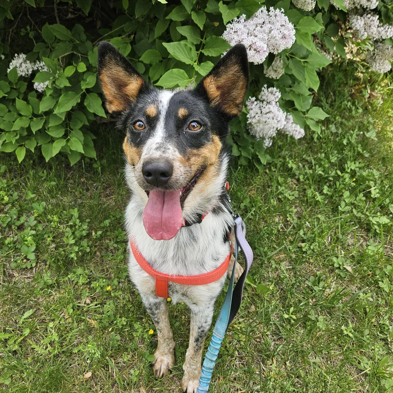 A young medium-sized female Australian Cattle Dog / Blue Heeler dog named Callie for adoption in Hempstead, NY