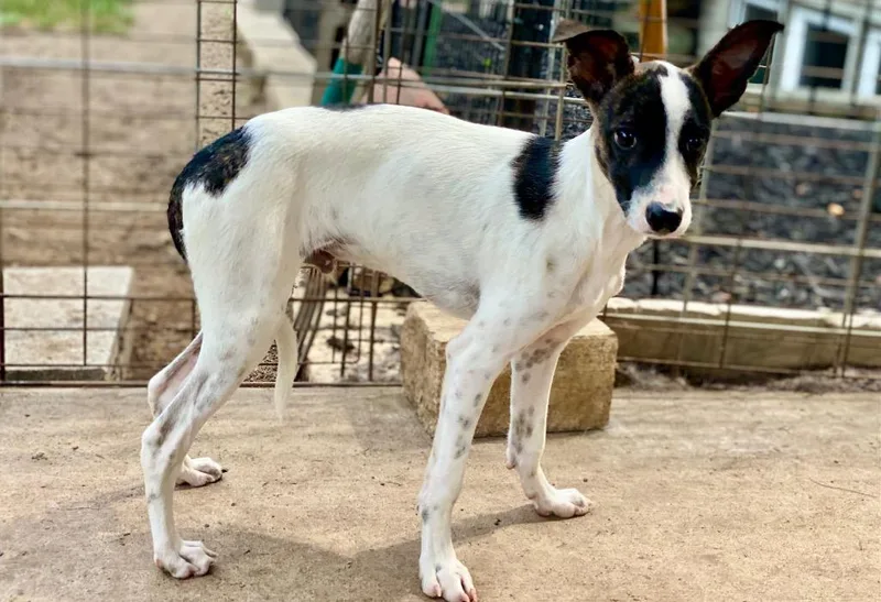 A baby small-sized male Rat Terrier dog named Thorfinn for adoption in Urbandale, IA