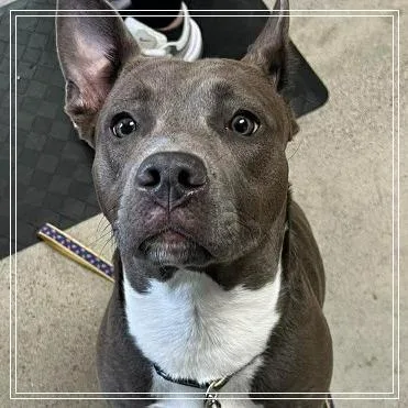 A young medium-sized female Gray / Blue / Silver Mixed Breed dog named Cora for adoption in Archbold , OH