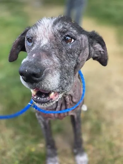 Doodles thumbnail 2