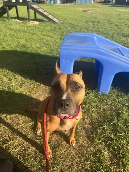 A senior large-sized female Terrier dog named Cookie for adoption in Conway, SC
