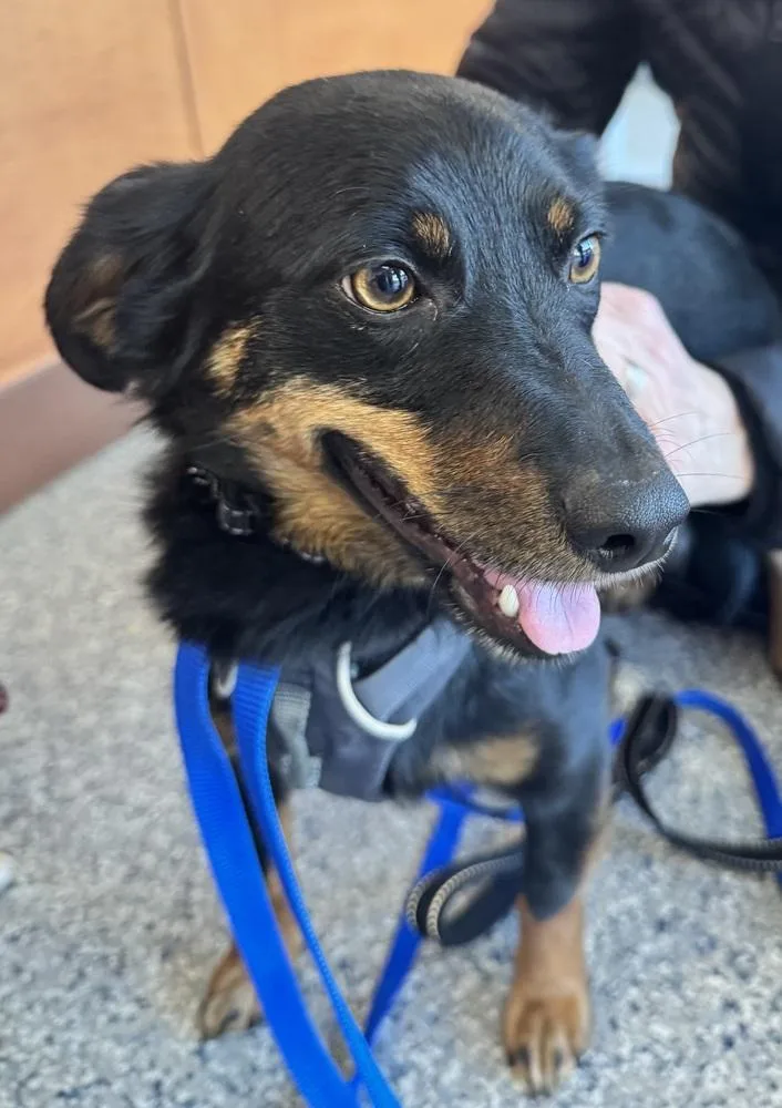 A young small-sized male Tricolor (Brown, Black, & White) Rat Terrier dog named Bear for adoption in Greenbelt, MD