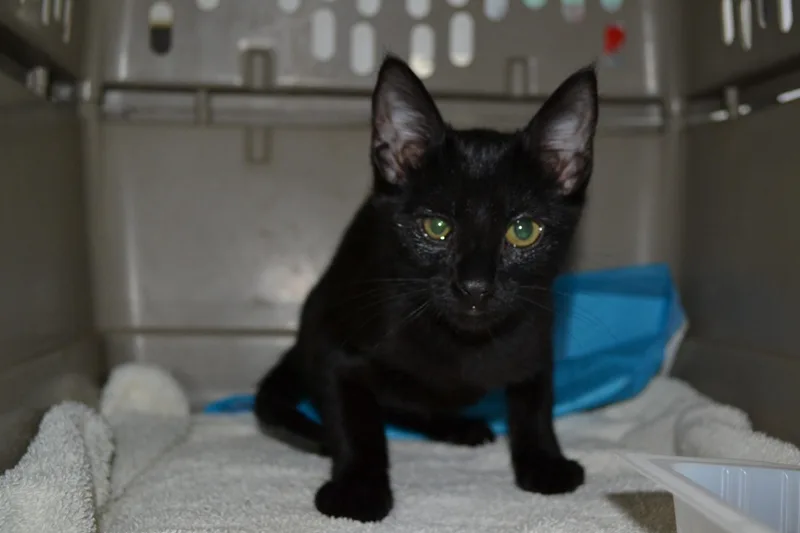A baby small-sized female Domestic Short Hair cat named Lenszy for adoption in Jackson, LA