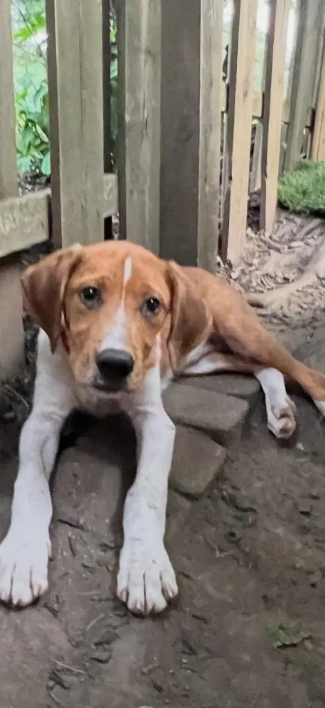 A baby large-sized male Golden Retriever dog named Charles for adoption in Ewing, NJ
