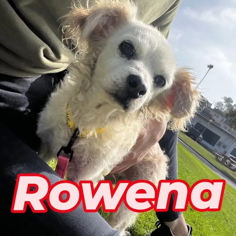 Rowena thumbnail 2