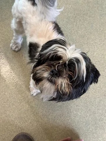 A young small-sized male Shih Tzu dog named Chato for adoption in San Martin, CA