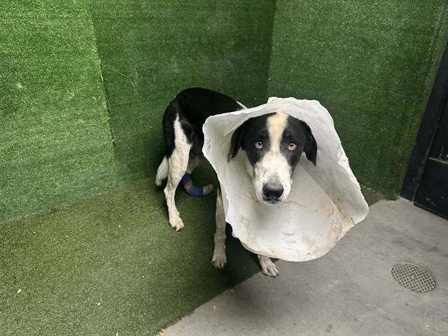 A young large-sized male German Shepherd Dog dog named Oreo for adoption in Lancaster, CA