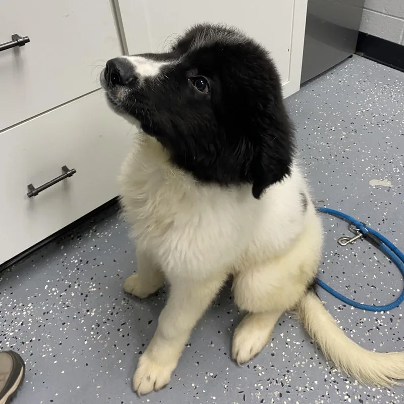 A baby medium-sized male White / Cream Mixed Breed dog named Buck for adoption in Grand Rapids, MI