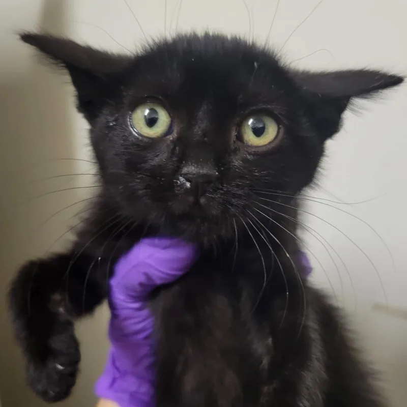A baby small-sized female Black Domestic Short Hair cat named Sooty for adoption in Westminster, CA