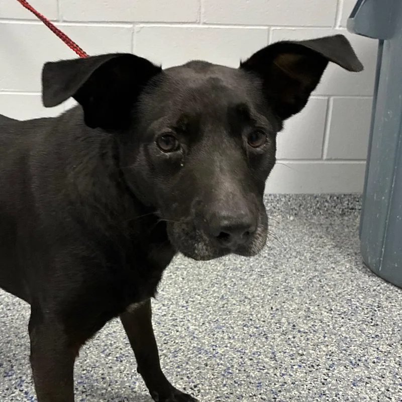 A senior medium-sized male Black Mixed Breed dog named Robby for adoption in Greenville, SC