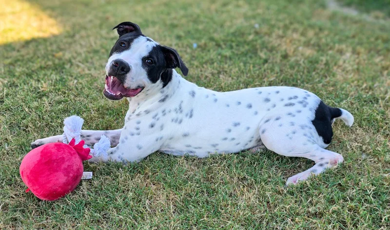 Domino
