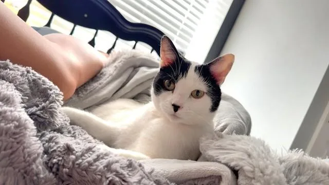 An adult large-sized female Domestic Short Hair cat named Angel for adoption in Saint Peters, MO