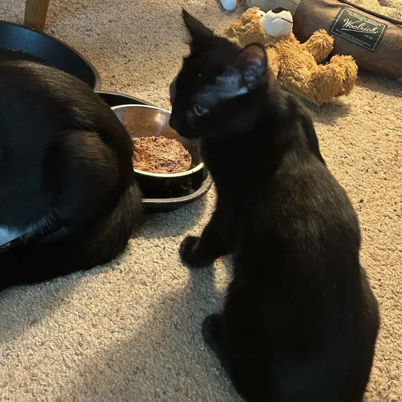A baby small-sized female Domestic Short Hair cat named Gemma for adoption in Cumming, GA