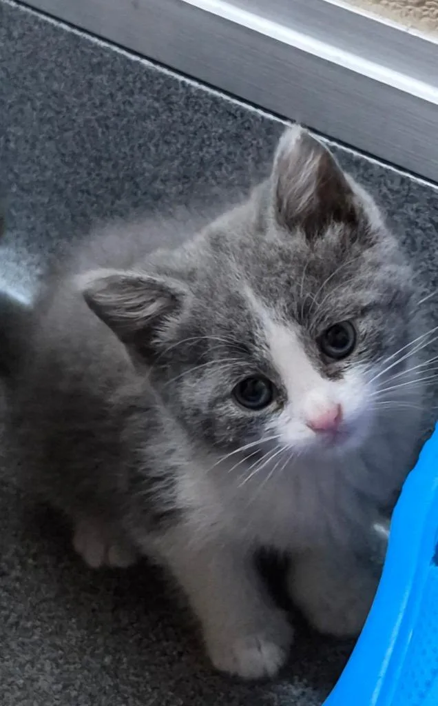 A baby medium-sized female Gray & White Domestic Short Hair cat named Juliet for adoption in Tomah, WI