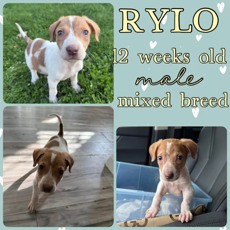 A young small-sized male Hound dog named Rylo for adoption in Grantville, PA
