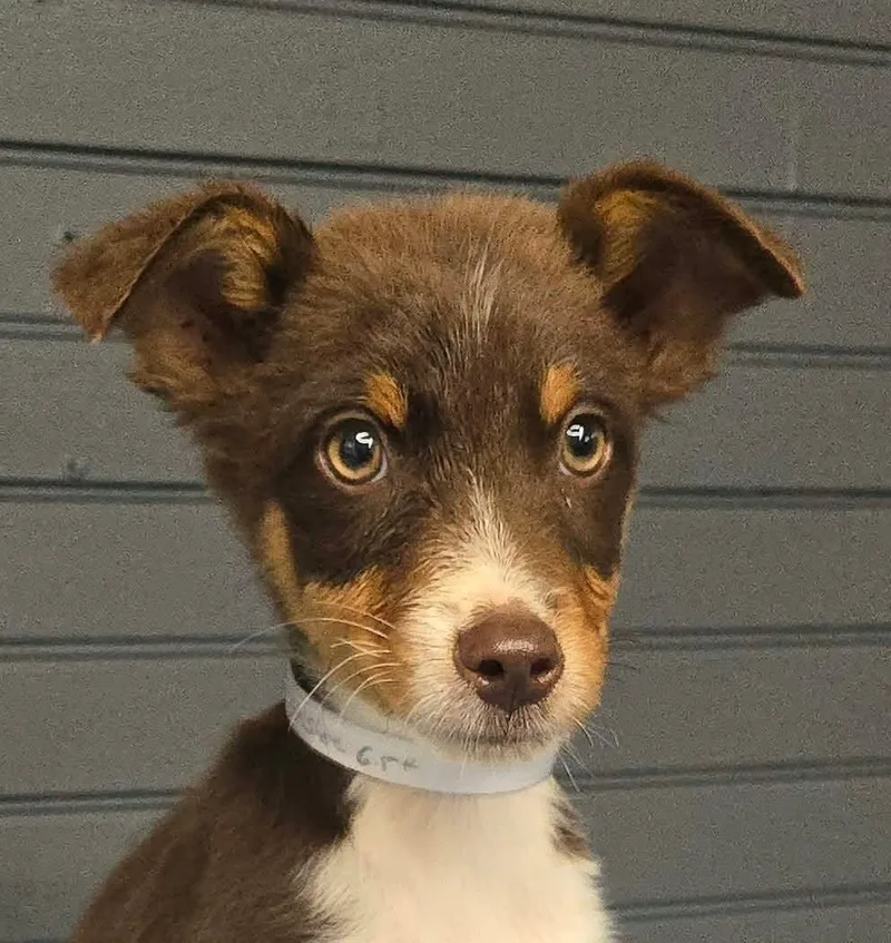 A baby medium-sized male Australian Shepherd dog named Banshee for adoption in Newport, TN