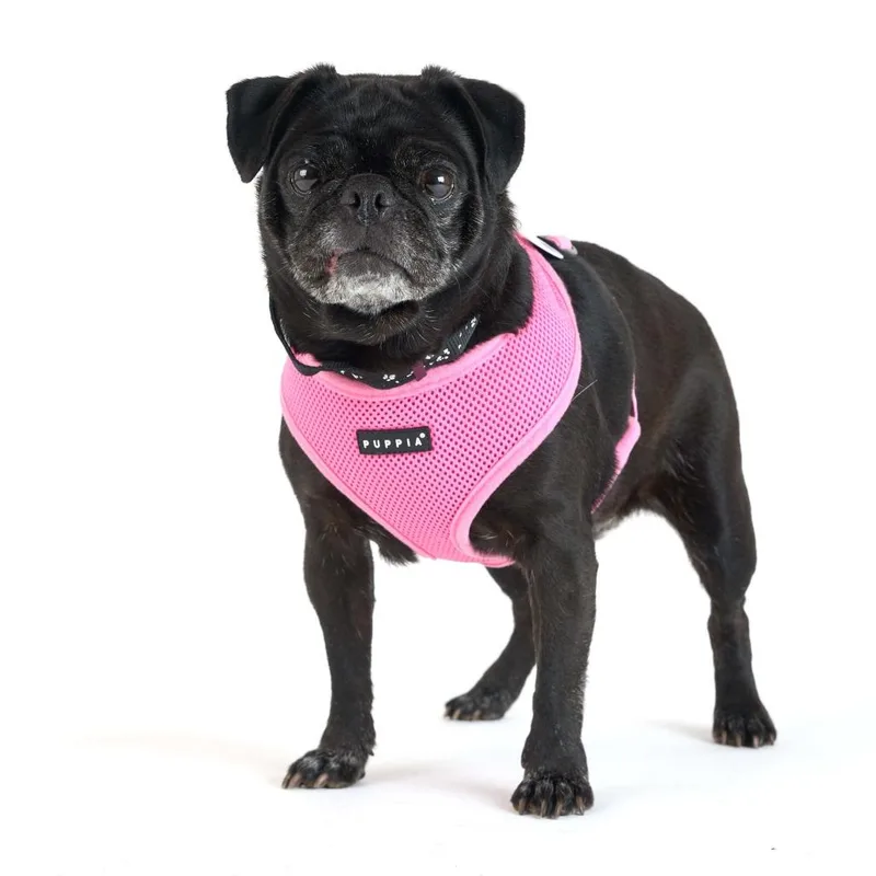 A senior small-sized female Black Pug dog named Mulberry for adoption in San Francisco, CA