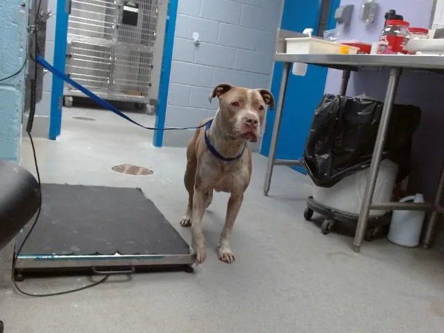 An adult medium-sized male Pit Bull Terrier dog named Dale for adoption in Albuquerque, NM