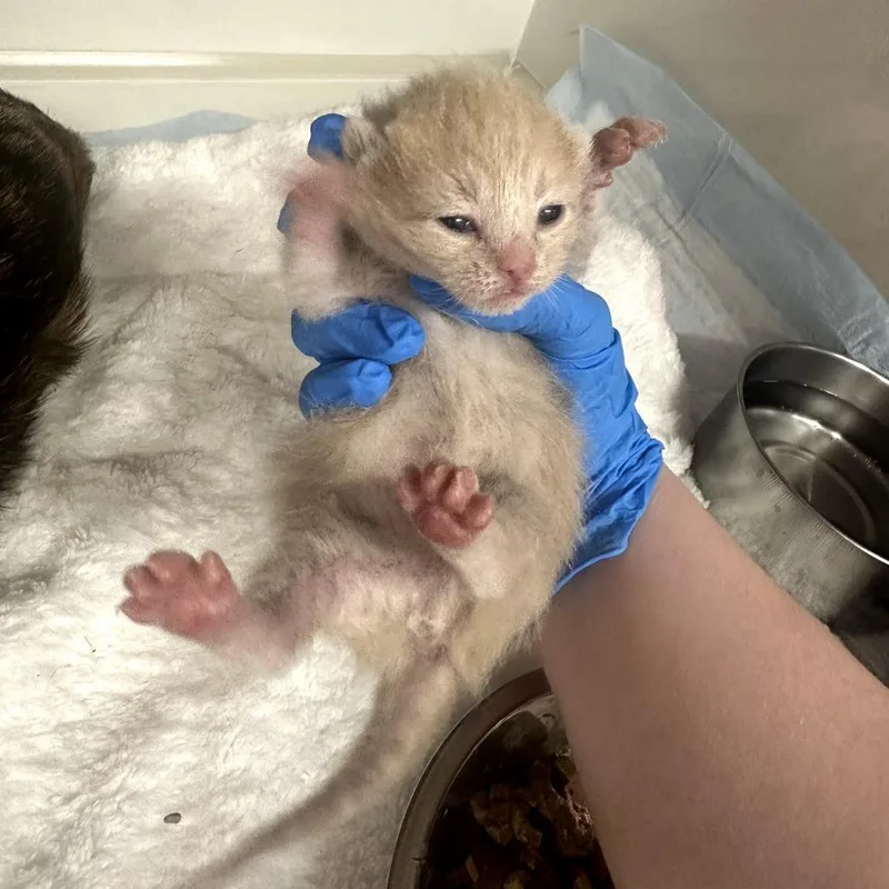 A baby small-sized male Buff / Tan / Fawn Domestic Short Hair cat named Apple Jacks for adoption in Forest Park, IL