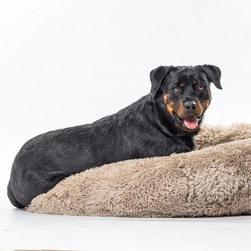 An adult large-sized male Rottweiler dog named Diesel for adoption in Reno, NV