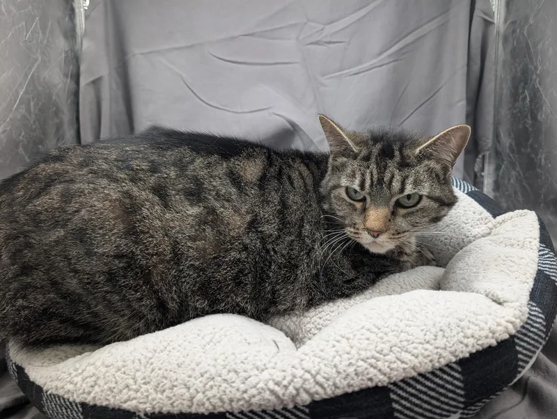 An adult medium-sized female Domestic Short Hair cat named Cookie for adoption in Appling, GA