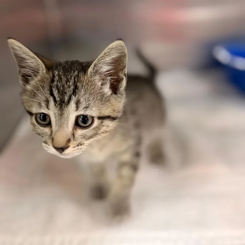 A baby small-sized male Brown / Chocolate Domestic Short Hair cat named Billy Goat Meow Meow for adoption in Spokane, WA