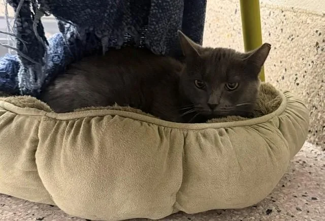 A young small-sized female Domestic Short Hair cat named Star for adoption in Brighton, CO
