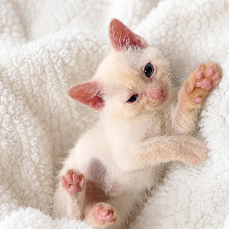 A baby small-sized male White Domestic Short Hair cat named Burrito for adoption in Chillicothe, IL