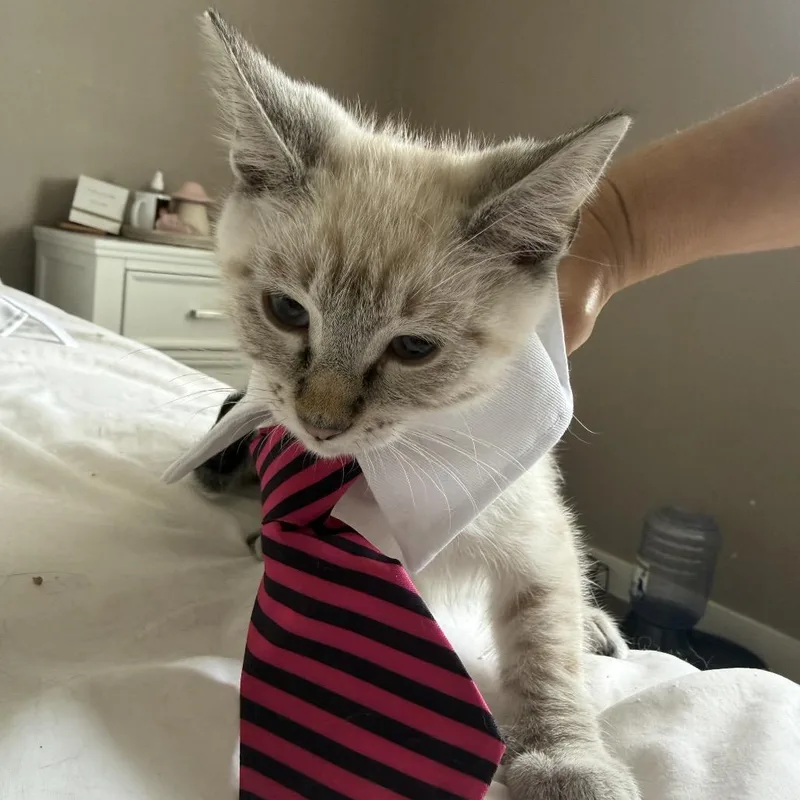A baby small-sized male Gray / Blue / Silver Siamese cat named Nicky for adoption in Pacific Palisades, CA