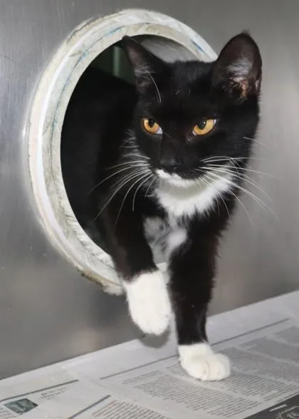 An adult small-sized female Domestic Short Hair cat named Jenna for adoption in New Orleans, LA