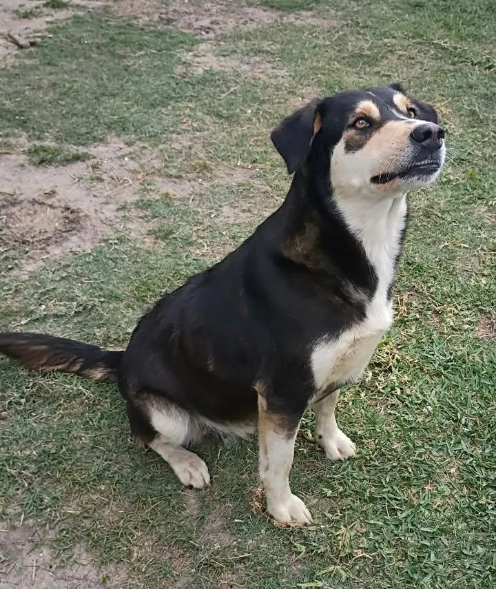 An adult medium-sized female Bicolor Terrier dog named Sookie for adoption in Port Lavaca, TX